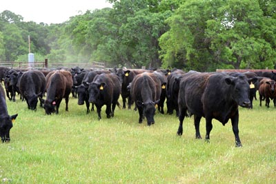 cows-corrals