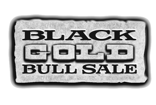Black Gold Bull Sale