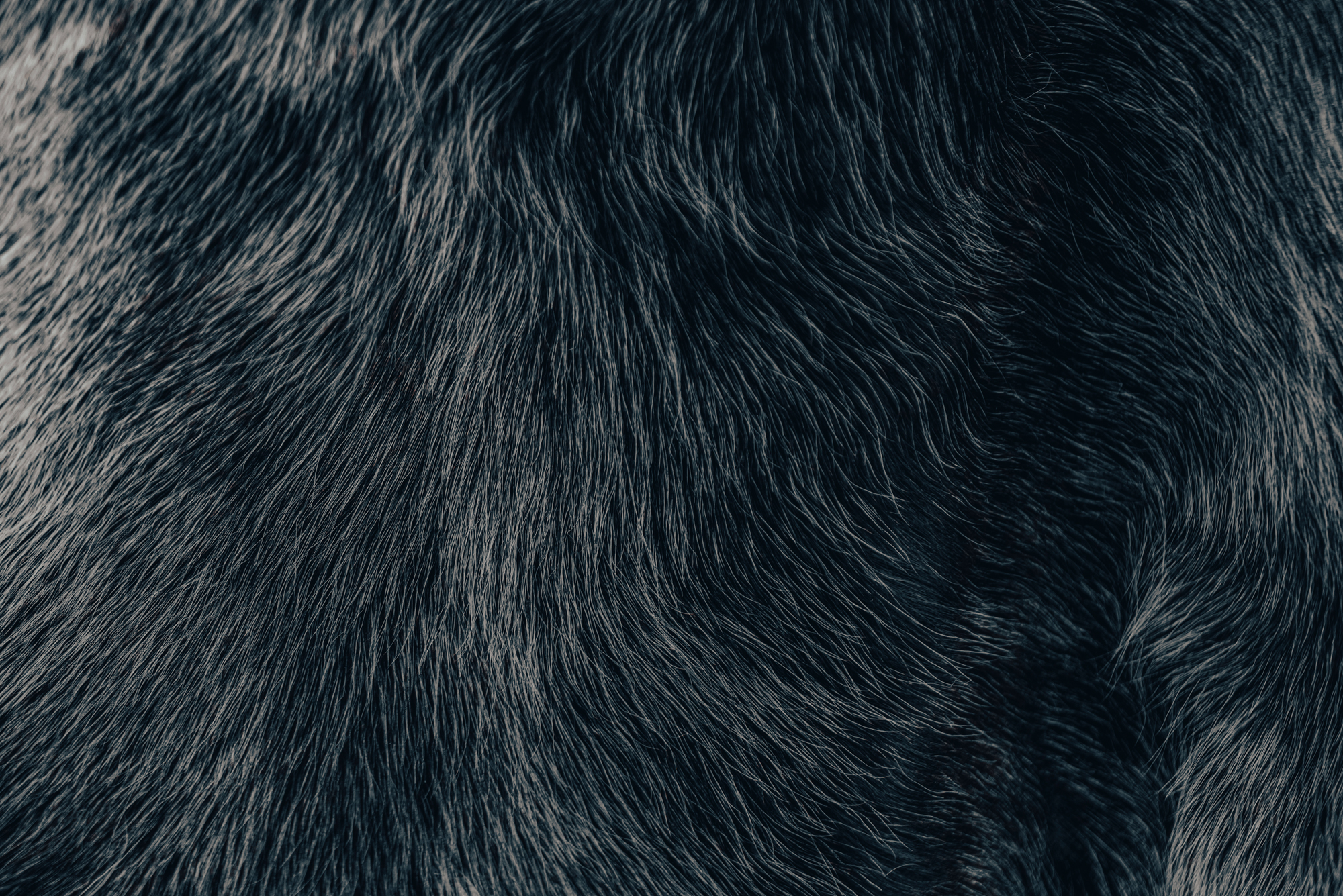 photo-fur-texture-pattern